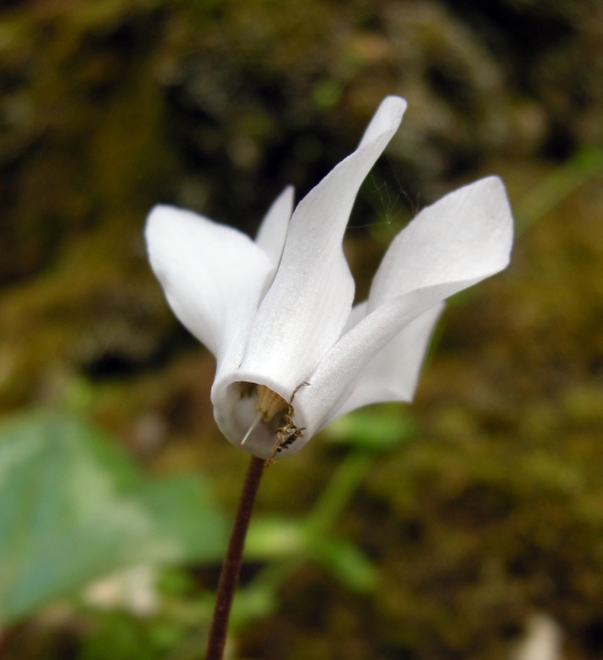 ciclamino primaverile BIANCO Cyclamen repandum